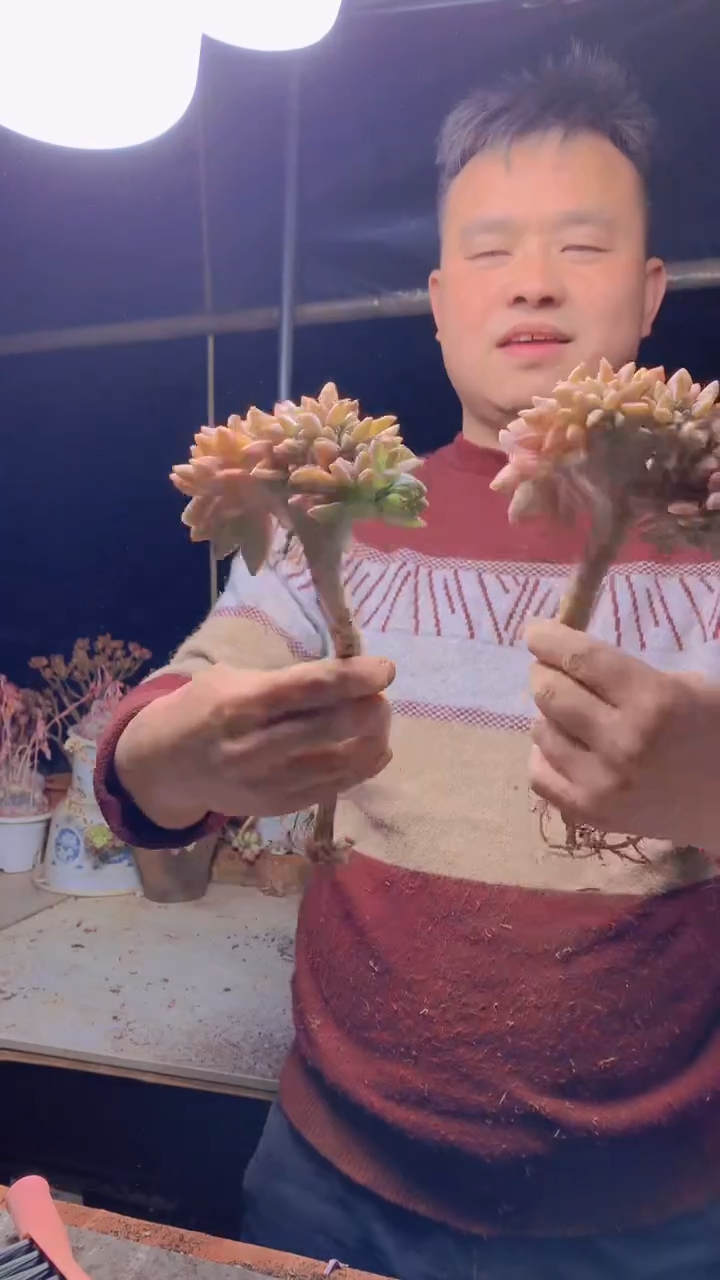 【闪购商品】缀化214