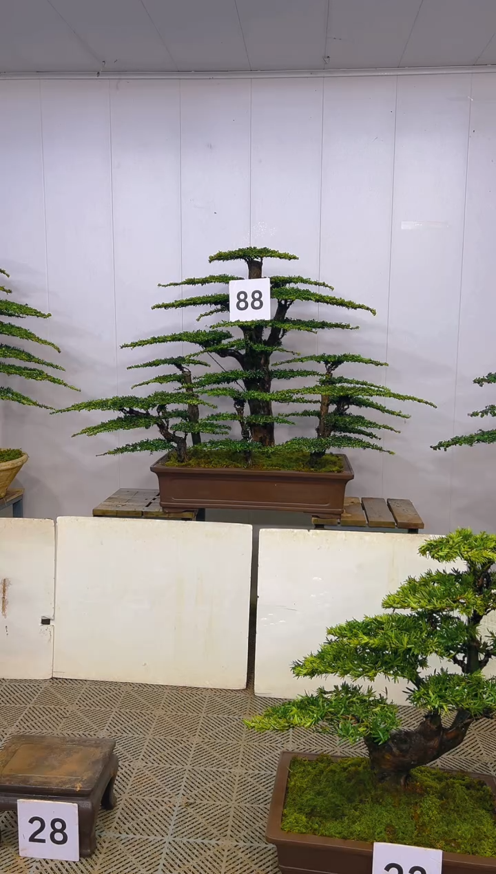 无花朵淡**生一物一拍一物一拍