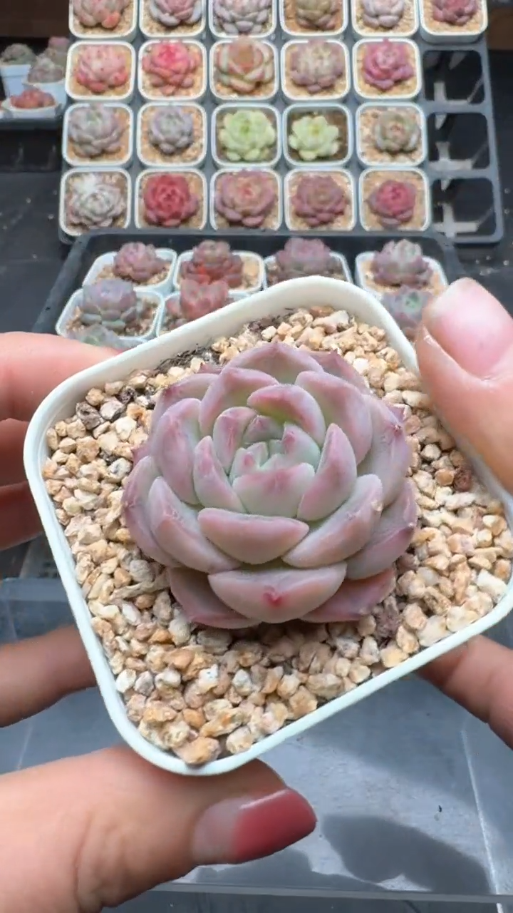 【闪购商品】895号珍妮多肉一物一拍3单包邮