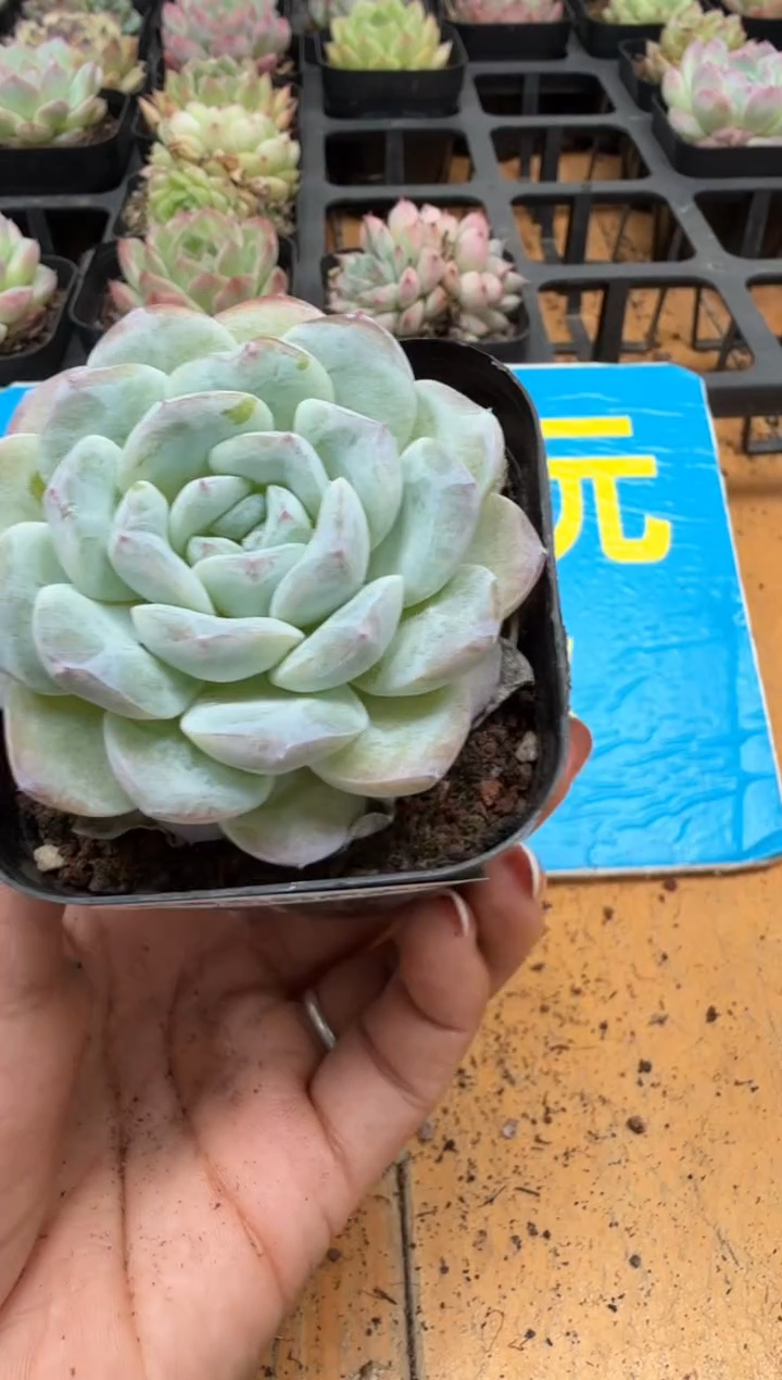 东云多肉园二店-311