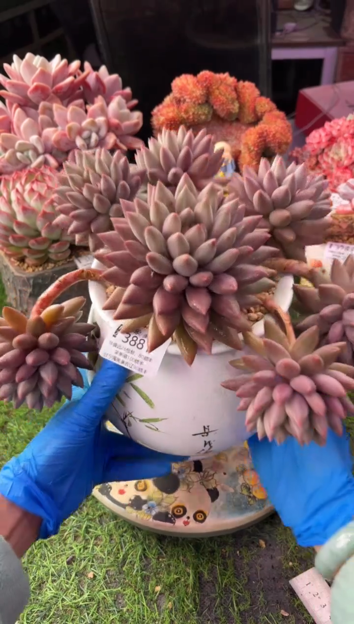 昆明印象多肉3881