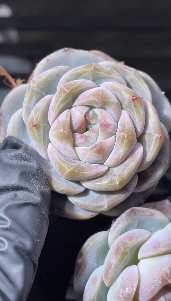 30-31 紫灵珠3-4厘米量拍发一颗