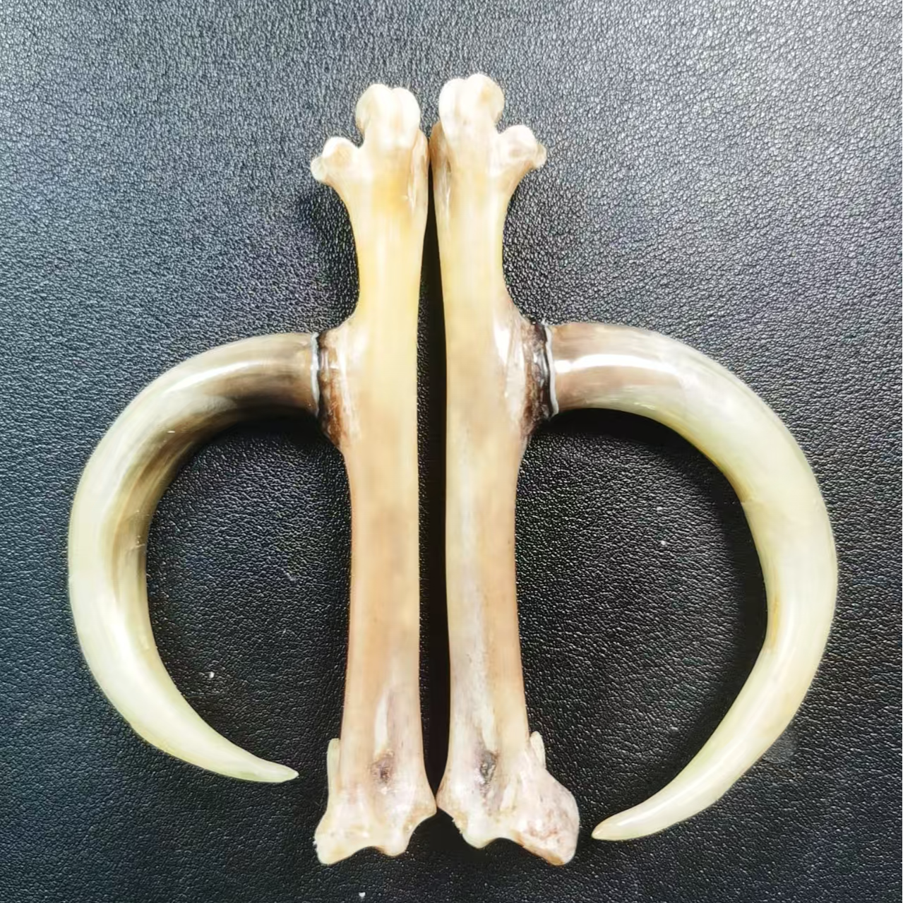 大弯钩文玩鸡爪骨手把件