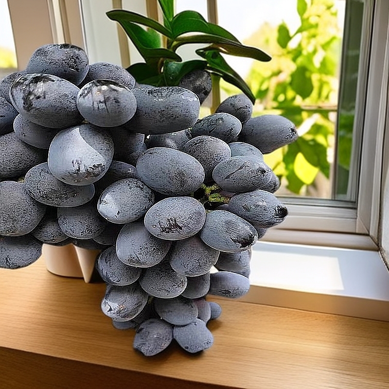 澳洲甜王葡萄苗盆栽地栽阳台小院南北方种植 自然无核丰产性强