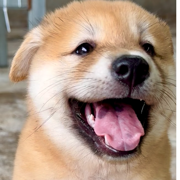 （听禾犬舍）狗狗活体链接3纯种田园犬