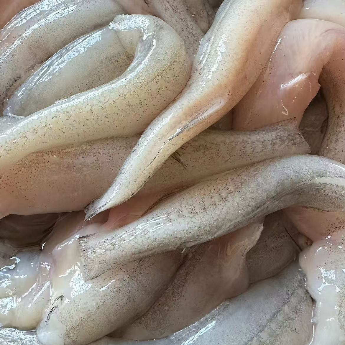 水电鱼【福建省内拍】