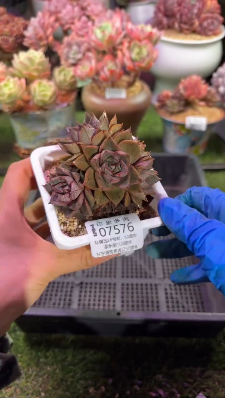 【闪购商品】07576