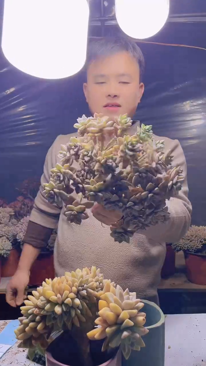 【闪购商品】缀化162