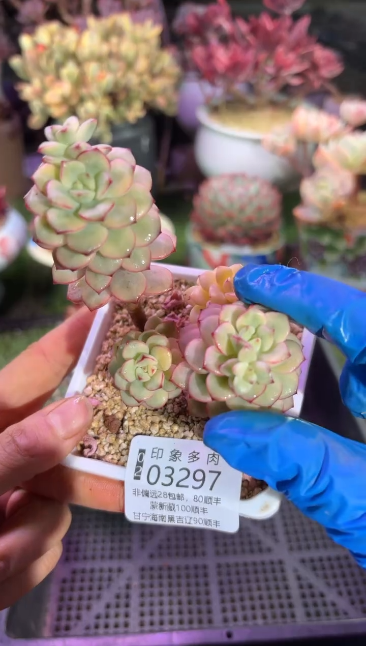 【闪购商品】03297