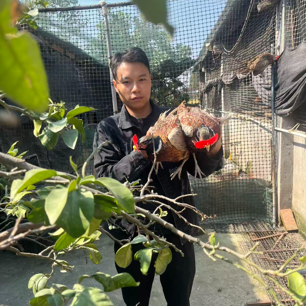 【活体2公】七彩山鸡长尾鸡 宠物鸡 体态圆滑七彩色庭院观赏鸡