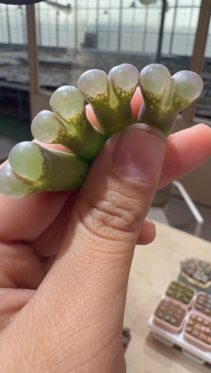 9多肉植物肉锥litting系列风铃一颗