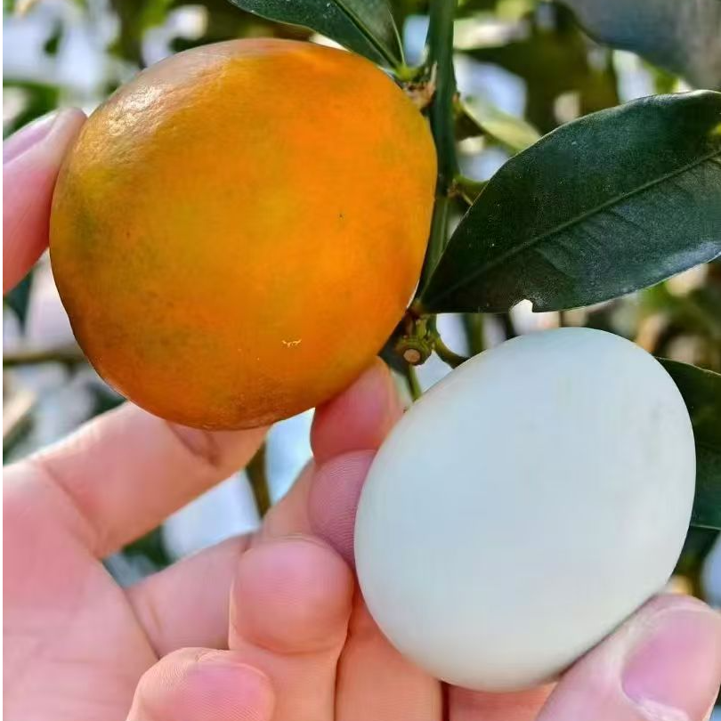 正宗/融安脆皮金桔果园直发礼盒装大果广西壮族自治区