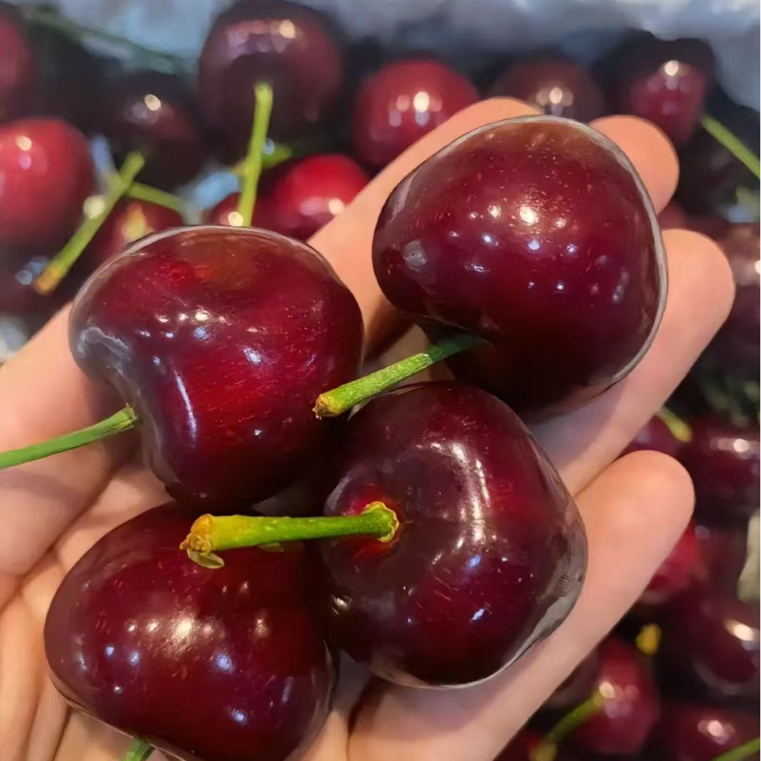 L【原箱发货】智利进口车厘子海运桑提娜4J新鲜水果5斤装内附果径卡