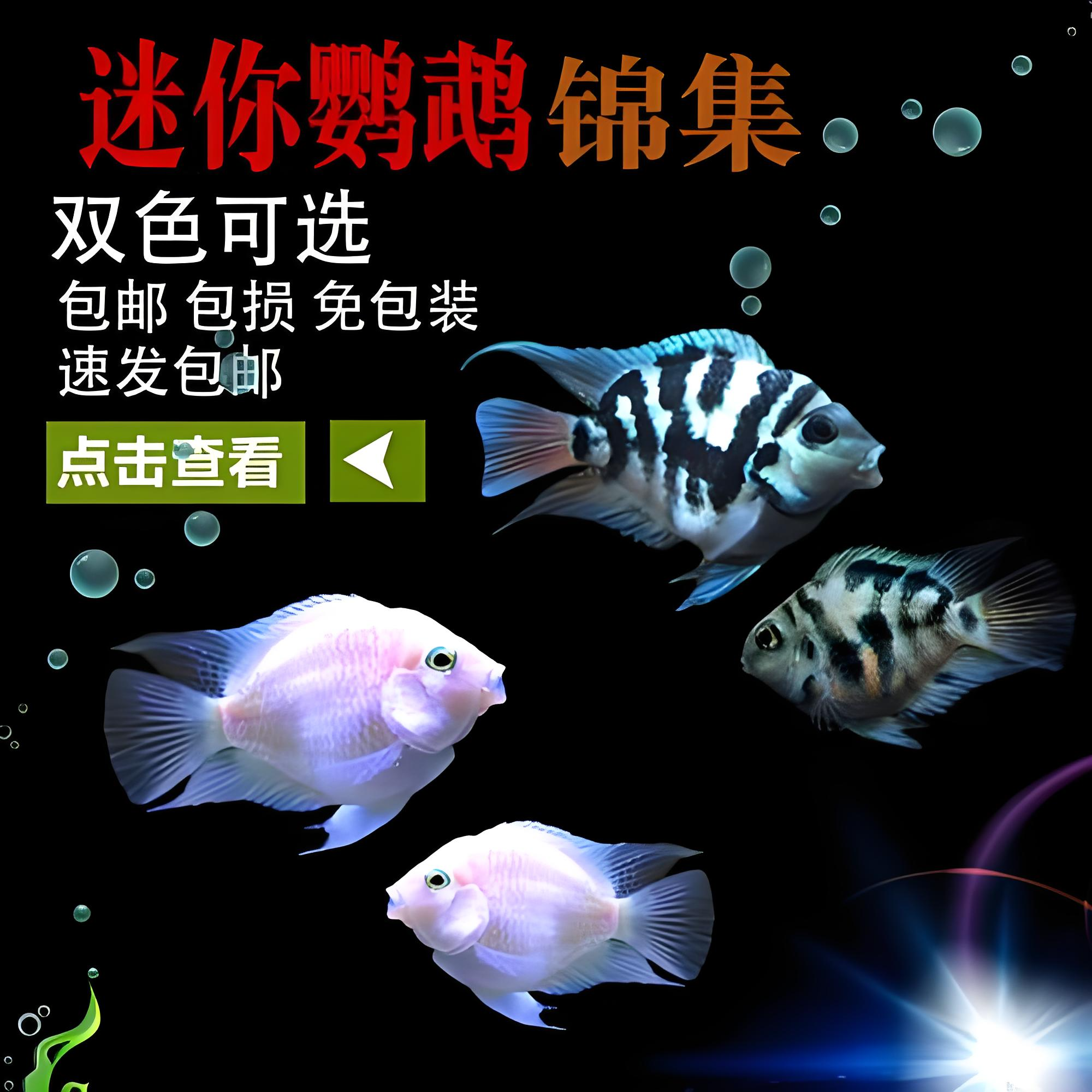 迷你鹦鹉鱼 7-9CM种鱼淡水热带观赏鱼顺丰包邮（无开箱视频不售后）