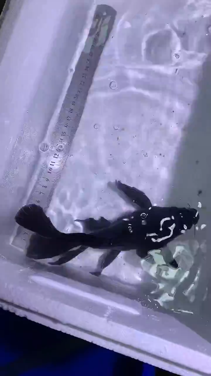 蝴蝶鲤鱼蝴蝶鲤直播选鱼专用链接 凭开箱视频售后