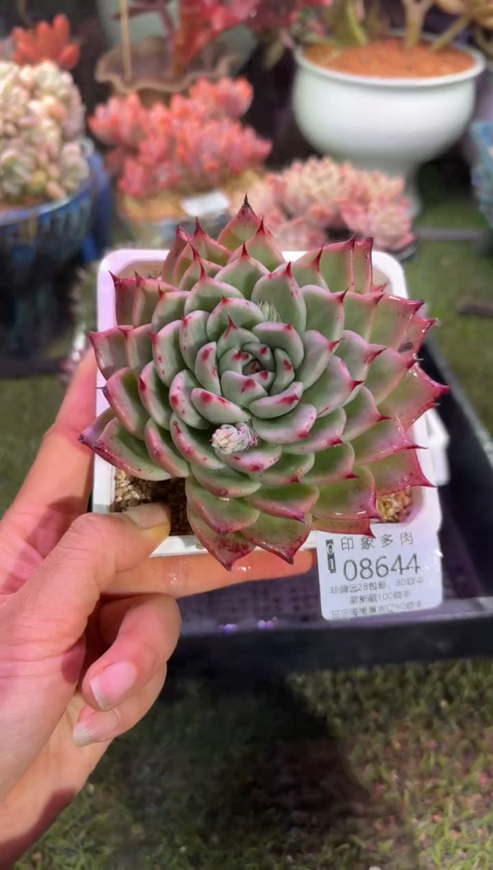 【闪购商品】08644