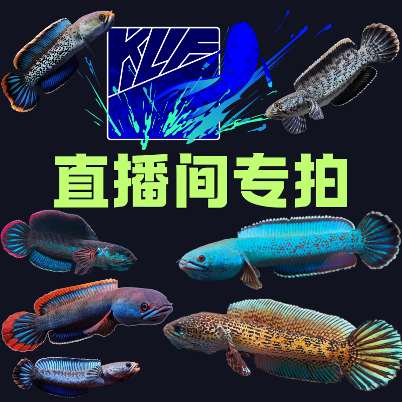 KLF水族直播黄金眼镜蛇酒红钴蓝奶茶血斑雷龙鱼专拍