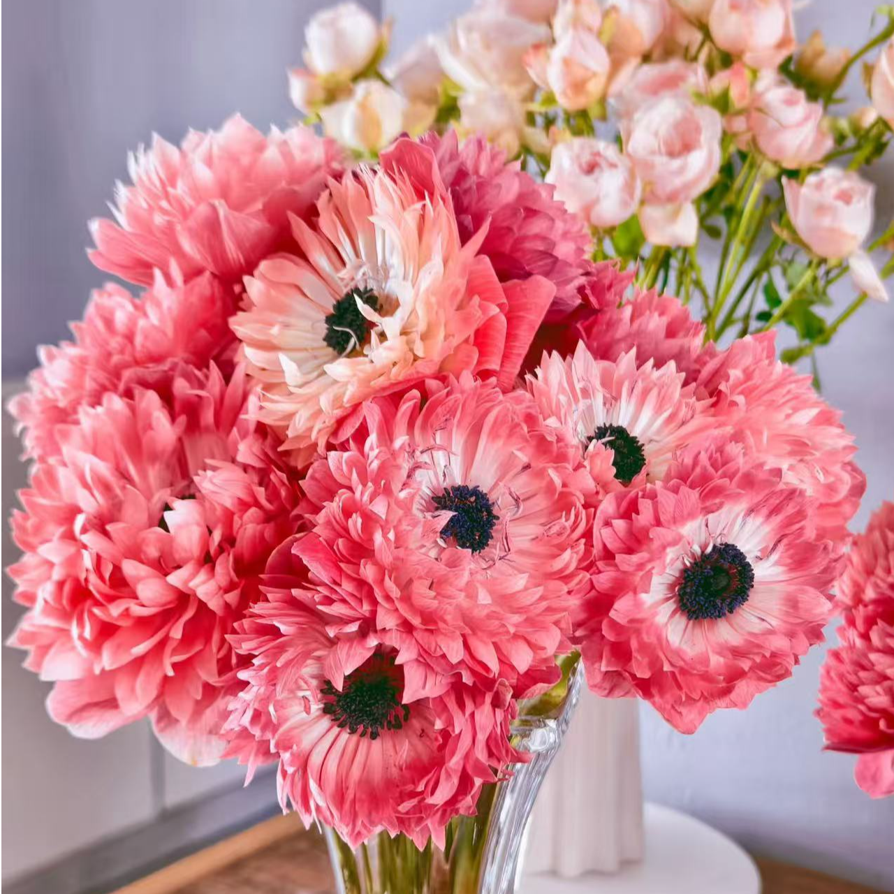 银莲花【草莓重瓣】盆栽庭院阳台多年生宿根花卉爆花机器