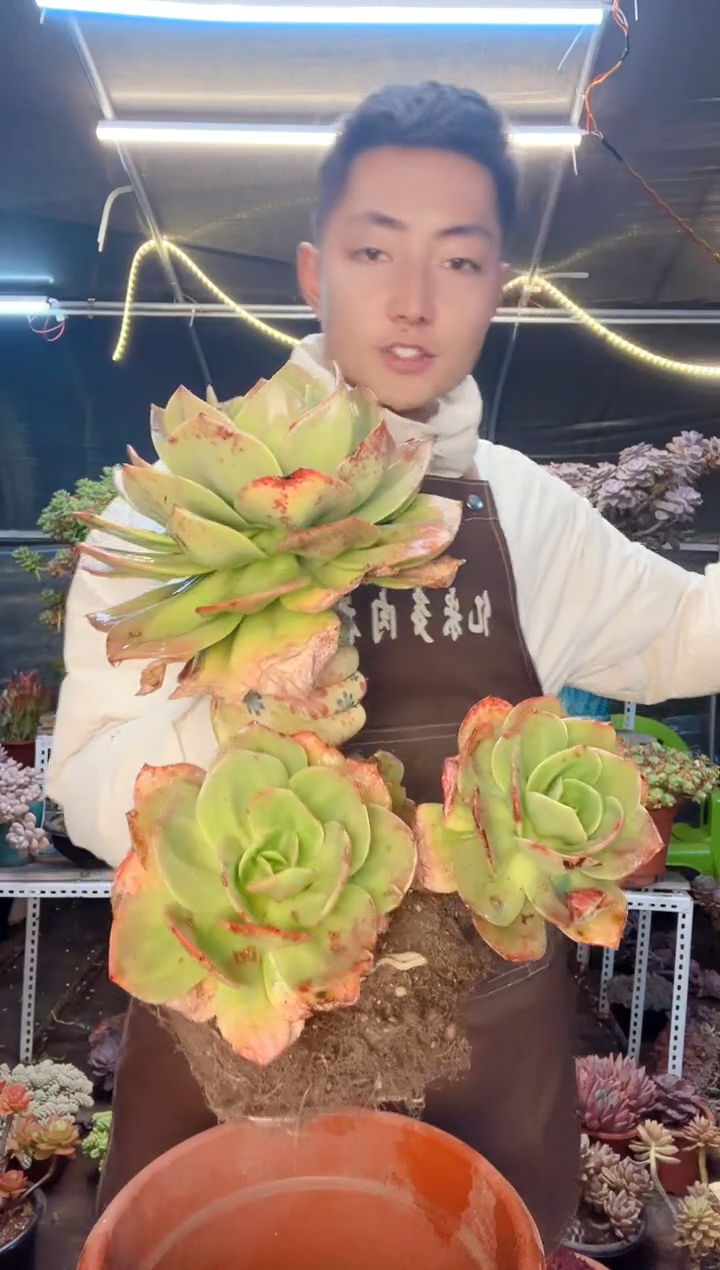 【闪购商品】血凤 一物一拍