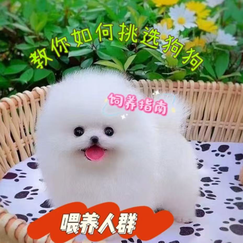 饲养员教你如何饲养挑选狗狗