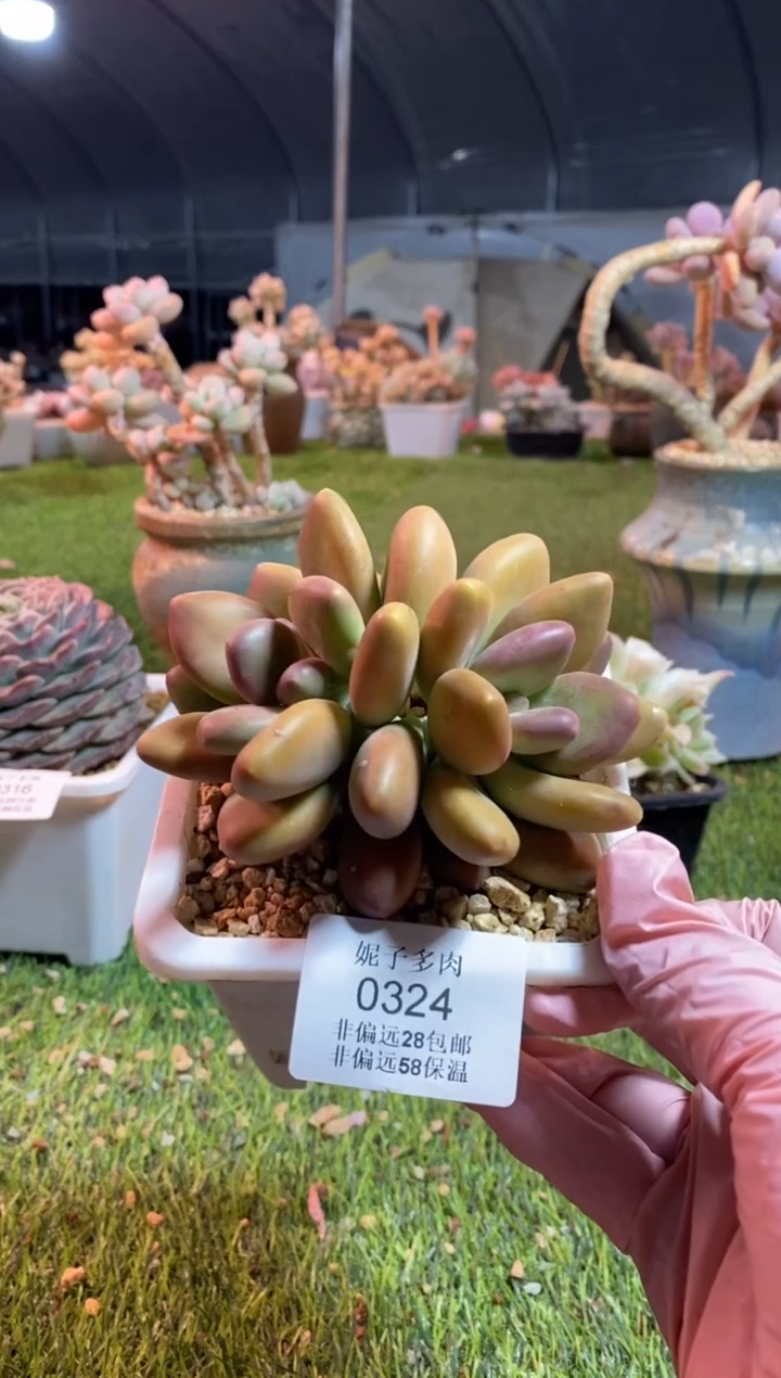 【闪购商品】0324a