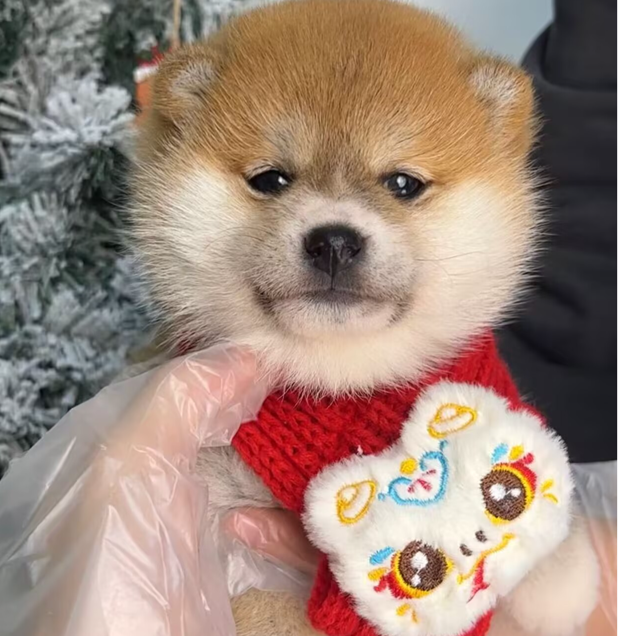 柴犬活体售卖链接纯种小赤柴