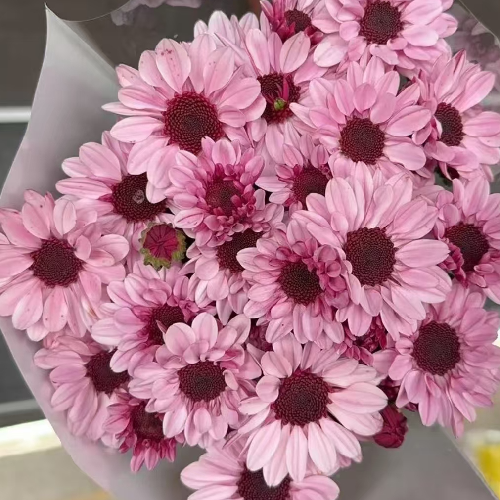 大红帽小雏菊一把（8到10支）  云南基地鲜花   家养  水养