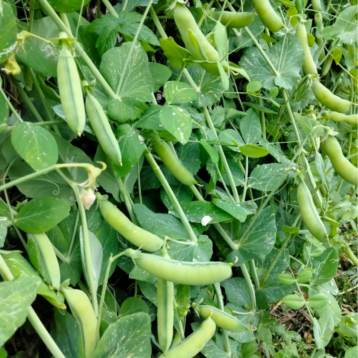 【全店满5包包邮】荷兰豆种子奇珍76种籽软荚爬藤荷兰豆种