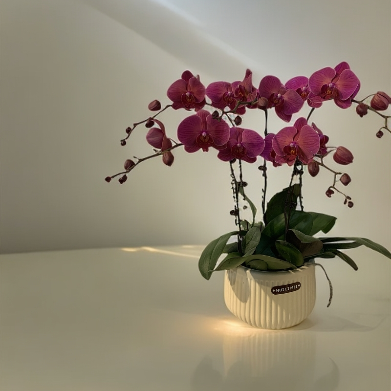 【紫霞仙子】蝴蝶兰 好养耐养花期长 苗情优质 基地直发