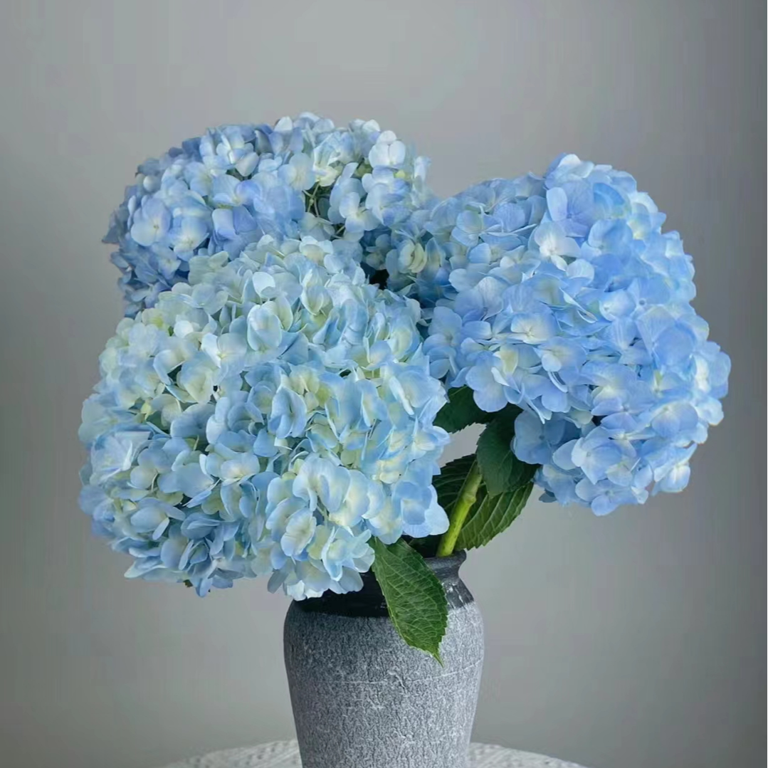 【一单包邮】绣球华鲜花真花水培花绣球云南昆明鲜基地直发室内