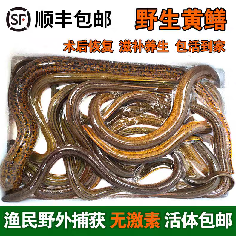 苏北野生黄鳝超大顺丰包邮