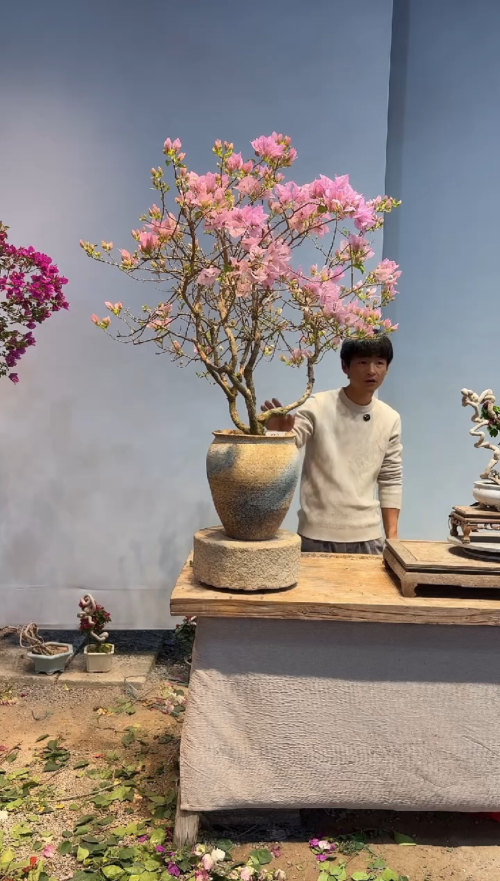 以实际为准三角梅8