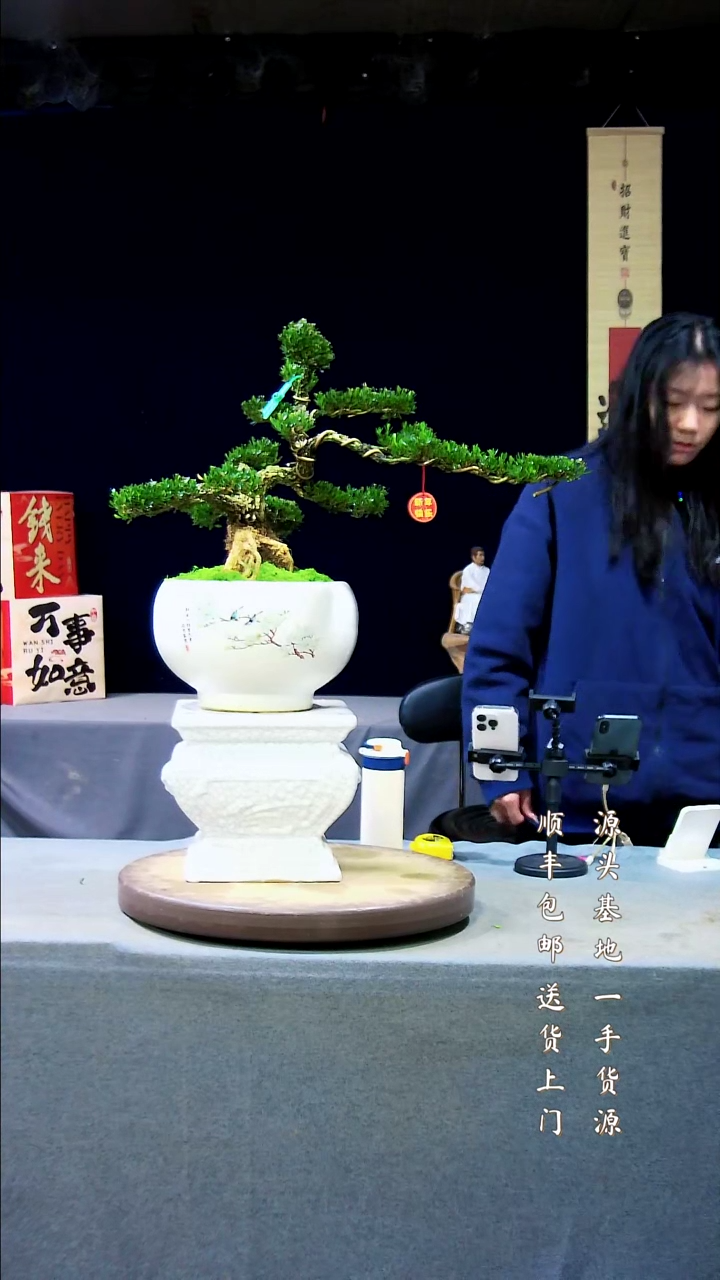 【闪购商品】雀舌黄杨盆景雀舌黄杨盆景