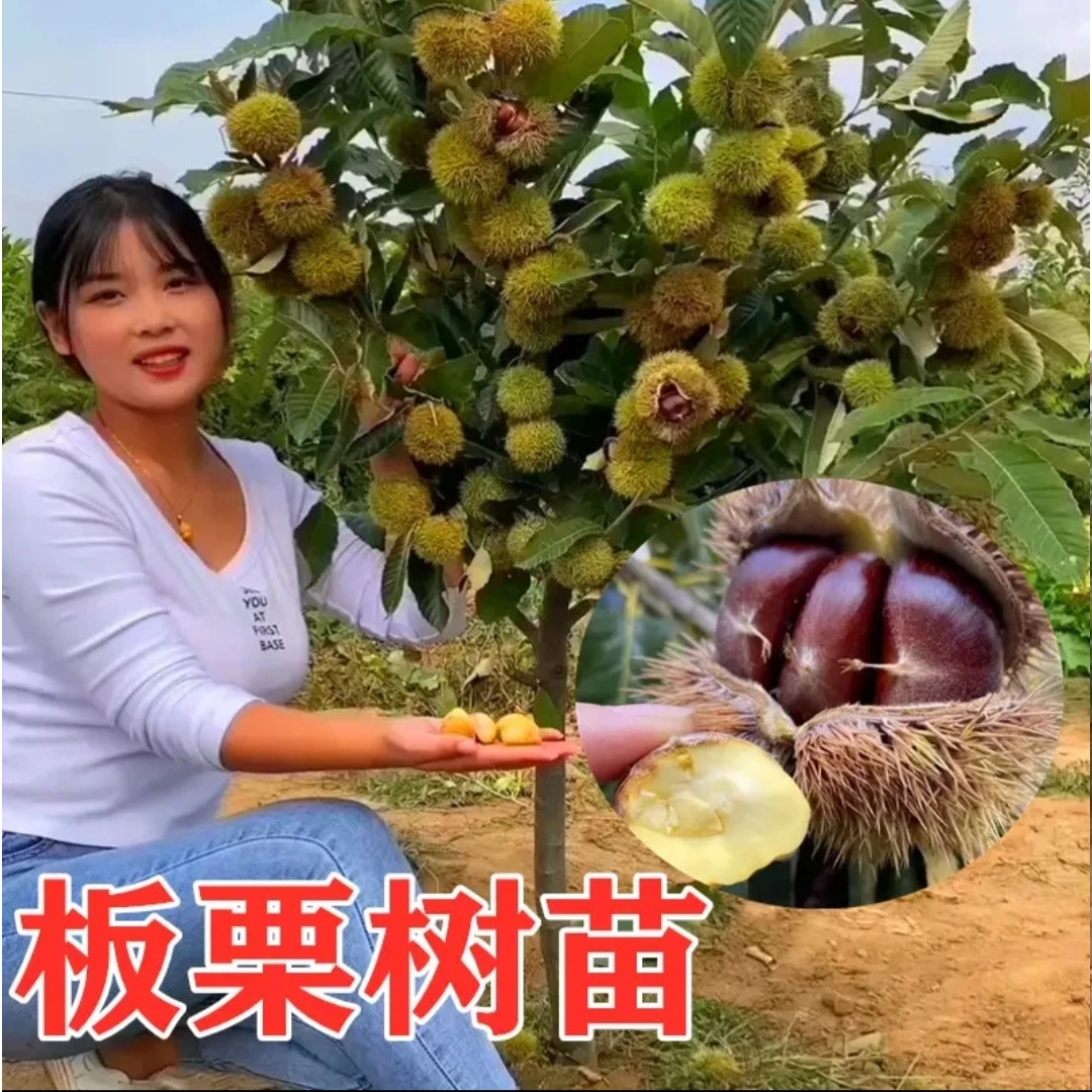 板栗树苗南方北方种植嫁接栗子苗包邮果树苗盆栽地栽大红袍板栗苗