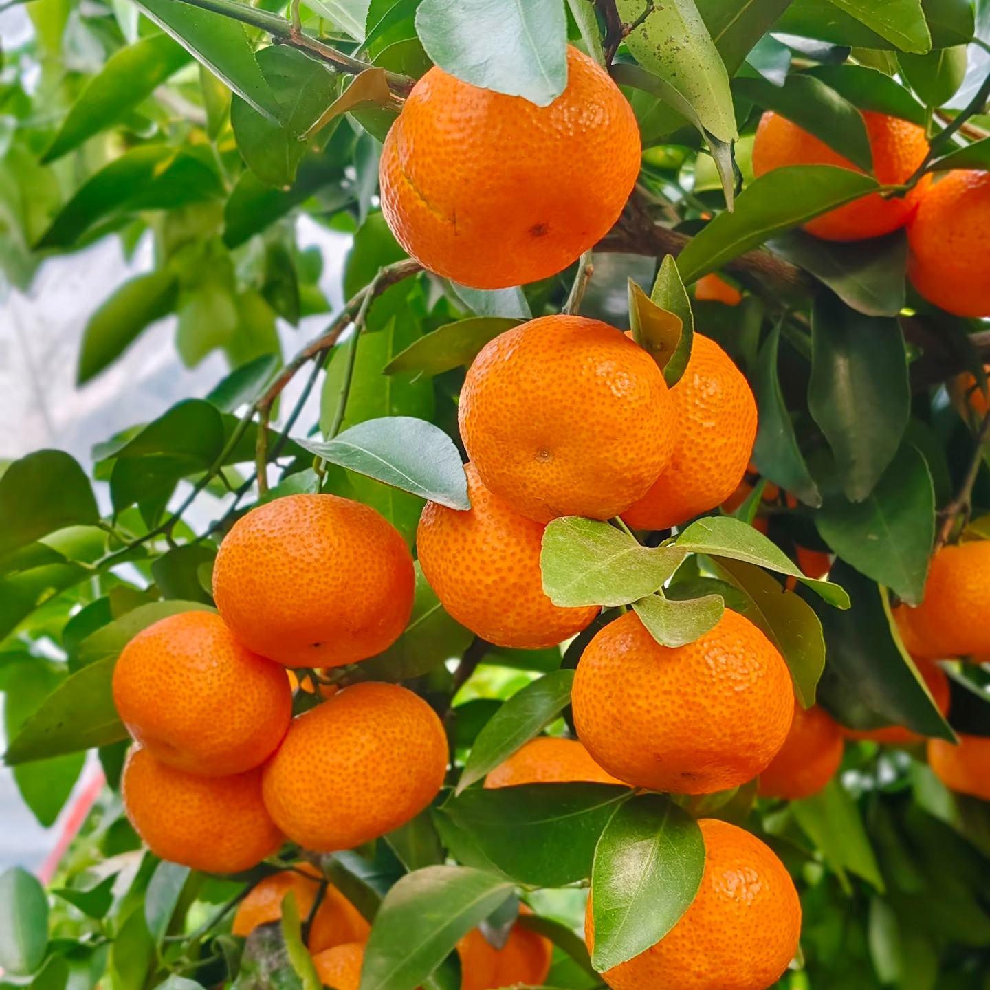  【次日达】东盟砂糖橘 新鲜采摘 皮薄多汁小蜜橘广西壮族自治区