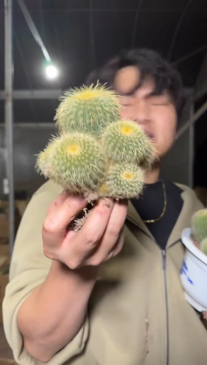 中号 金冠群生【带根】
