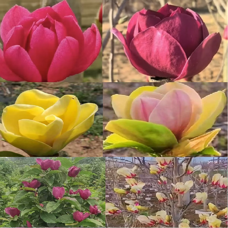 一物一拍链接盆栽地栽适合庭院种植