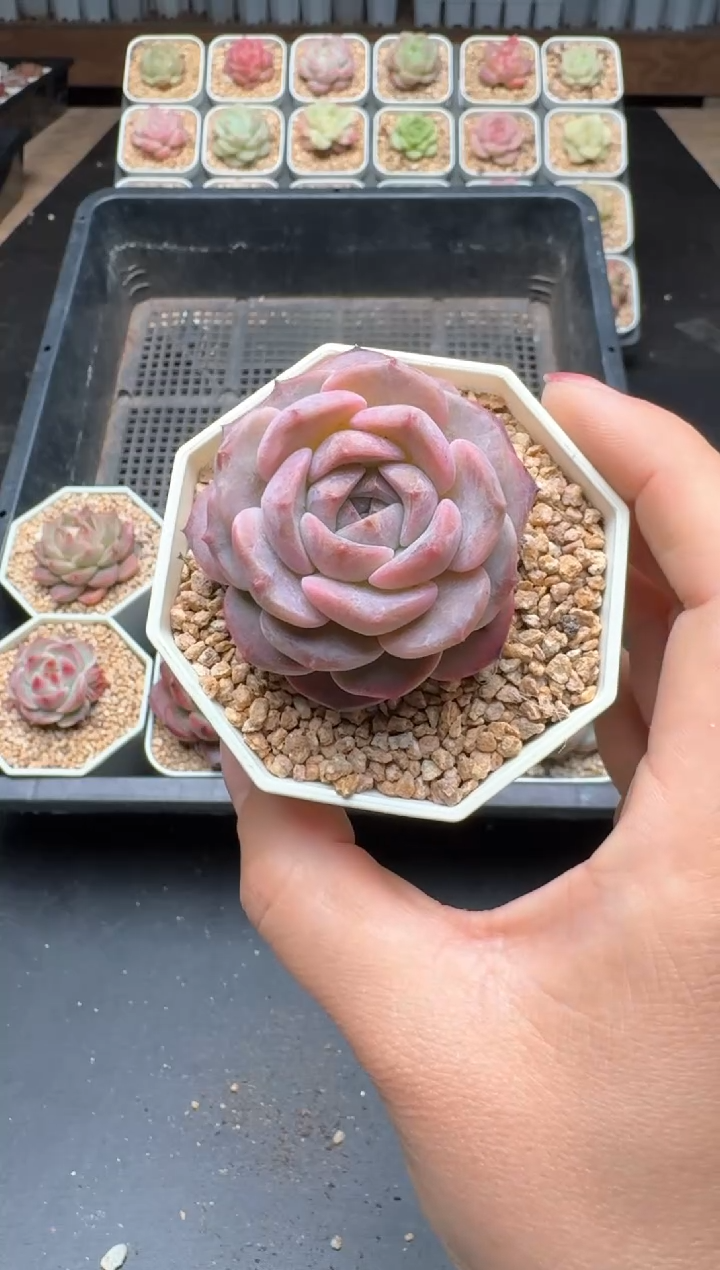 【闪购商品】878C物拍多肉带盆土6.5杯拍3颗包柚