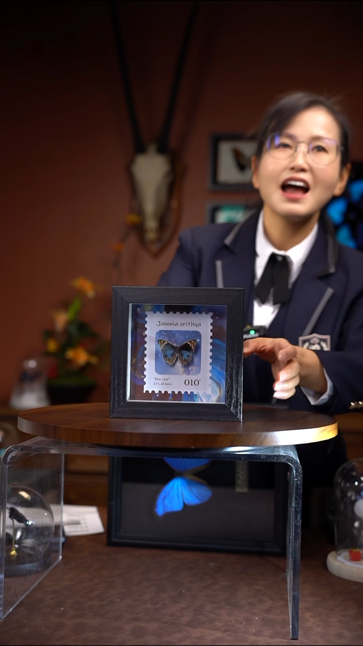 催蓝颜蛱蝶6寸方框（常规）