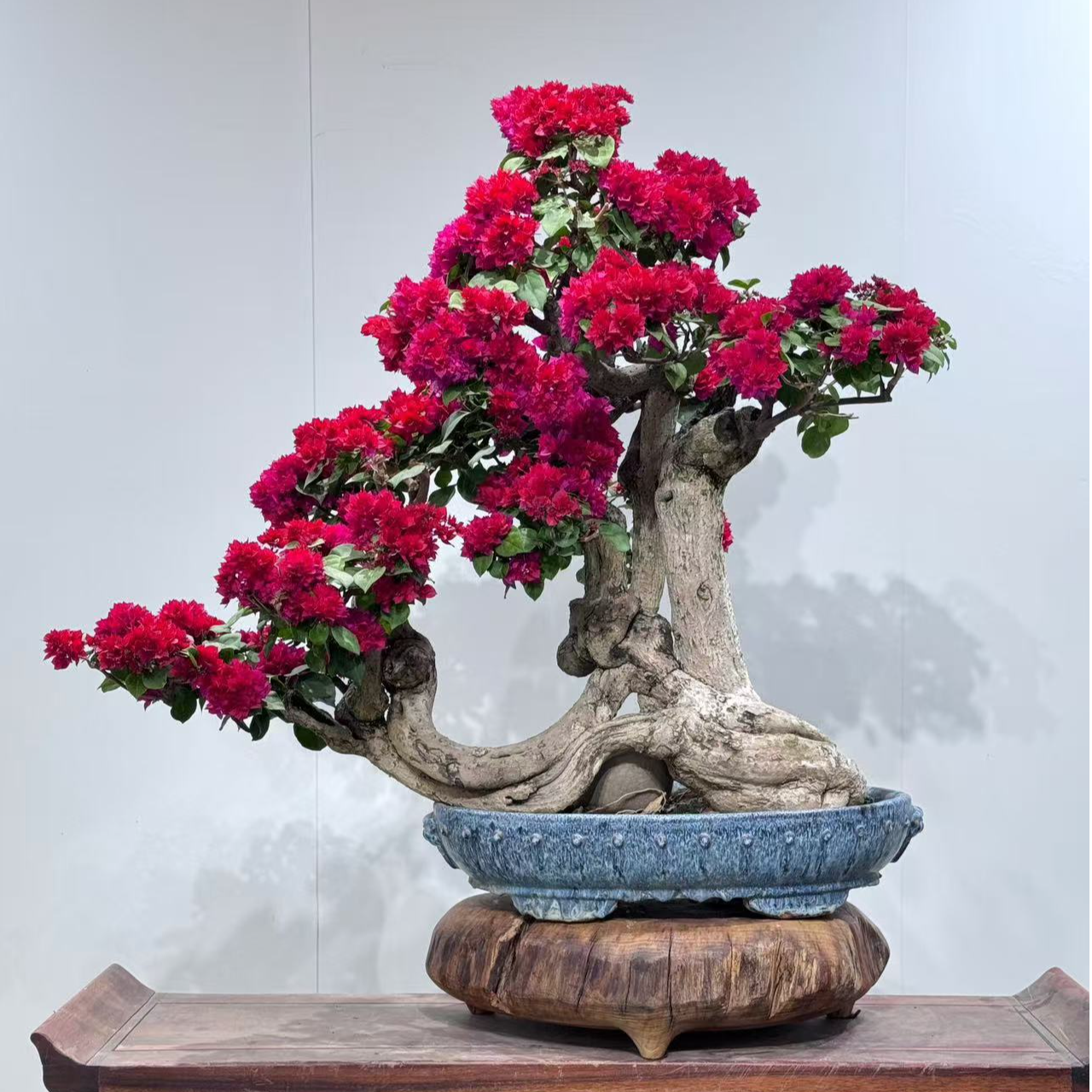 三角梅老桩重瓣红