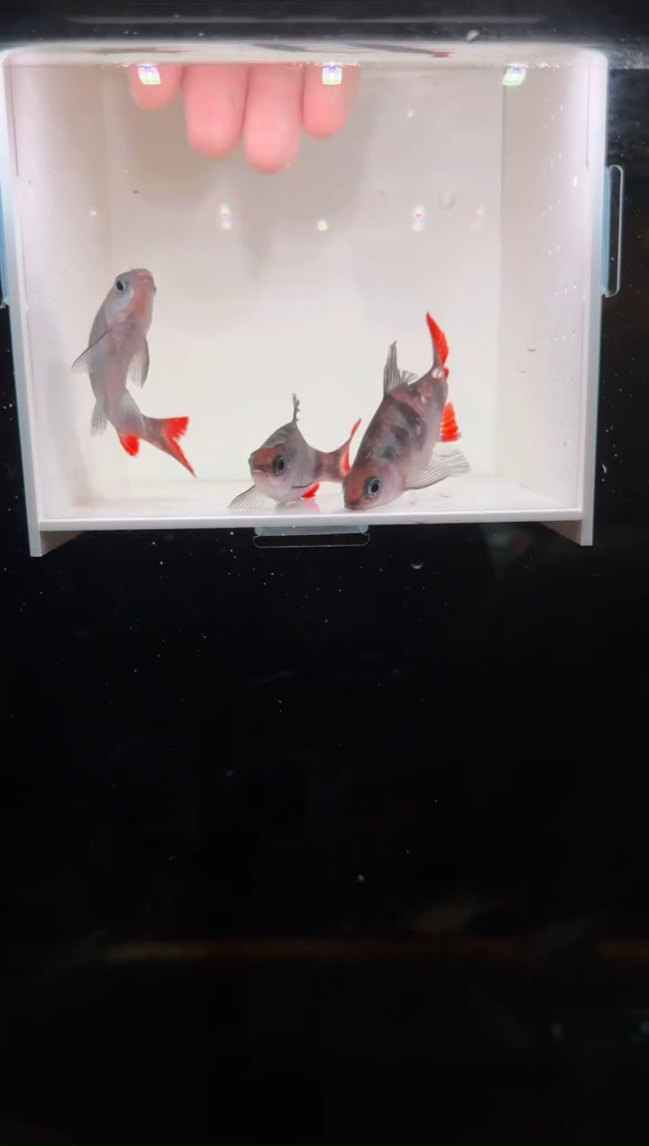 工具鱼红尾绿荧光333