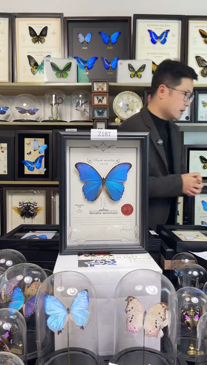 大蓝闪蝶-A4虫逢艺术版Z187