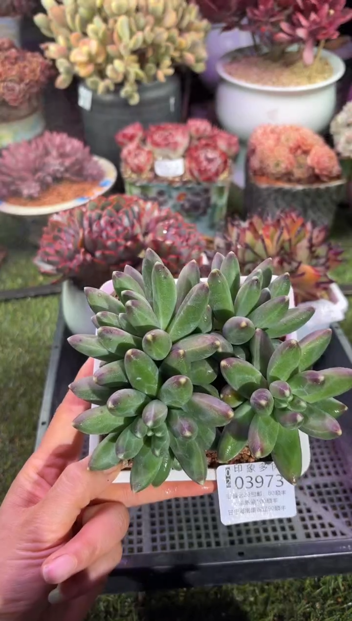 【闪购商品】03973