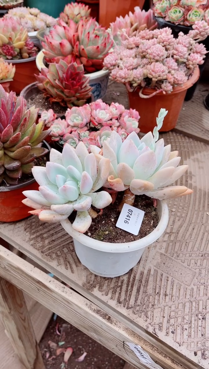 【闪购商品】07416