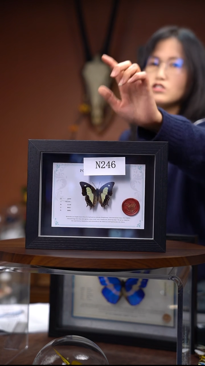 N246   小二尾蛱蝶