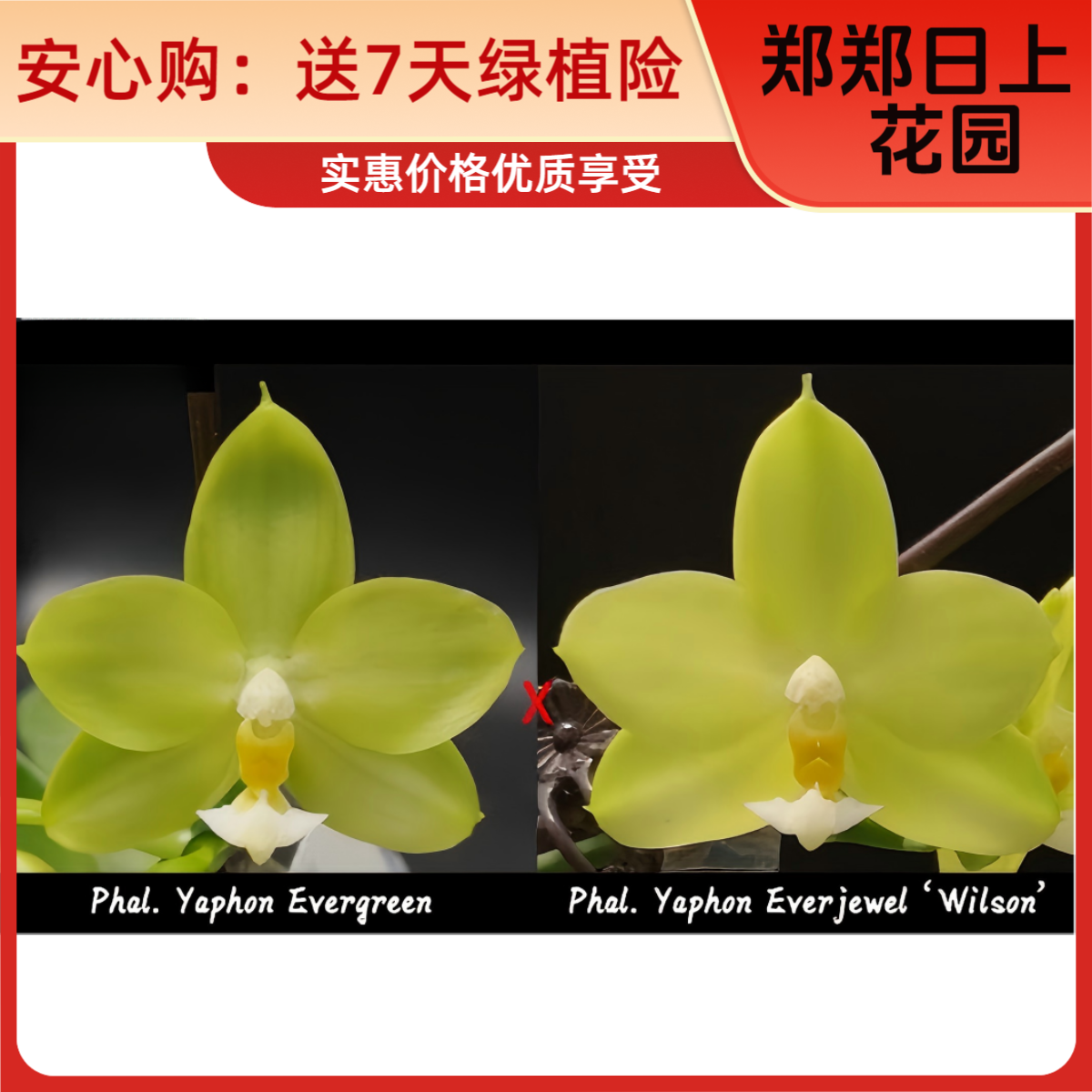 蝴蝶兰 雅风永绿x永恒宝石 2.5寸 花剑 微瑕少根