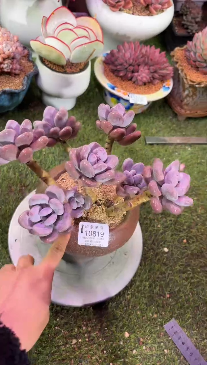 【闪购商品】10819