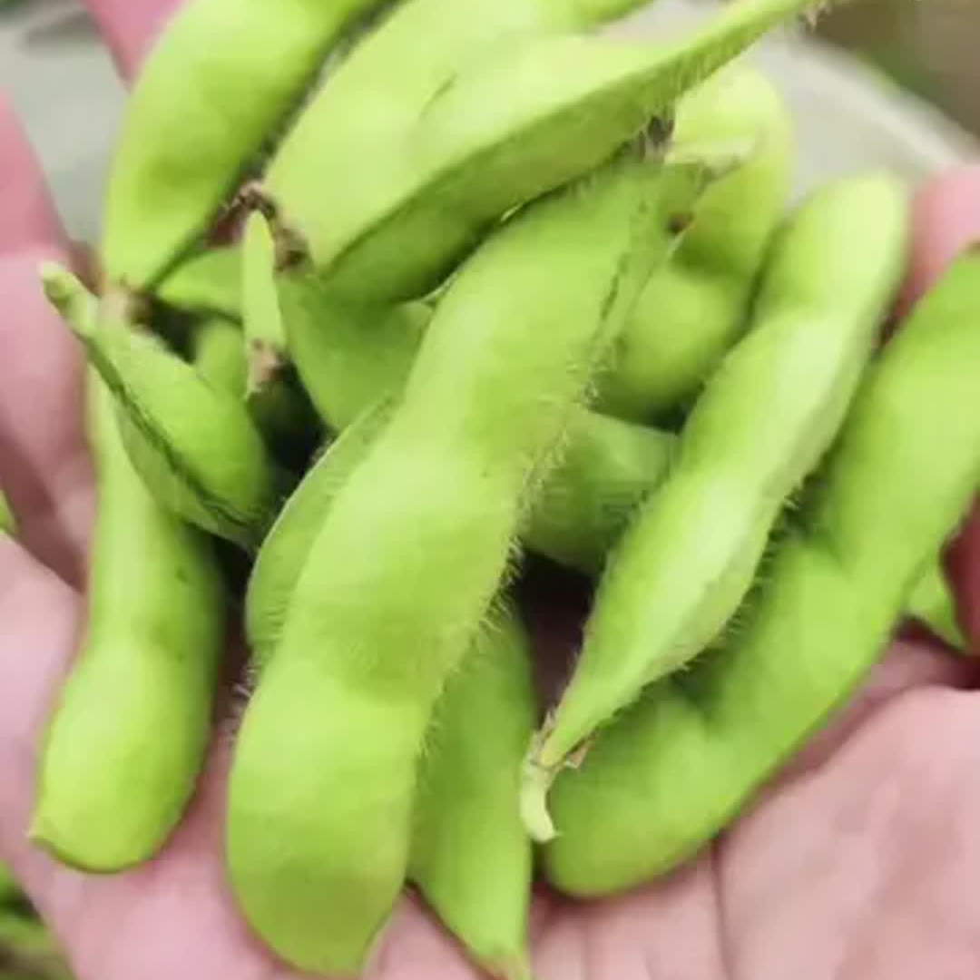 【应季蔬菜】新鲜采摘带壳毛豆～可炒可卤