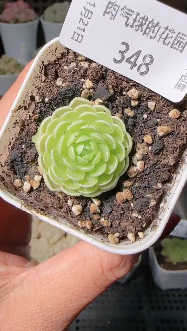 1121-348群生不包整