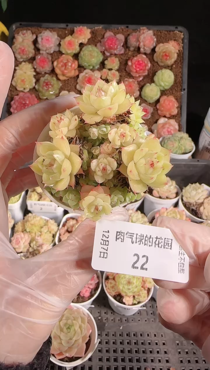 1207-22多肉群生不包整
